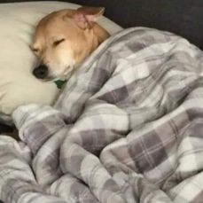 Animal Blankets